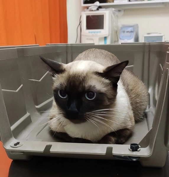 Ветеринарная клиника VetHome Veterinary Clinic в Ереване: ветеринар, помощь, зооклиника, диагностика,