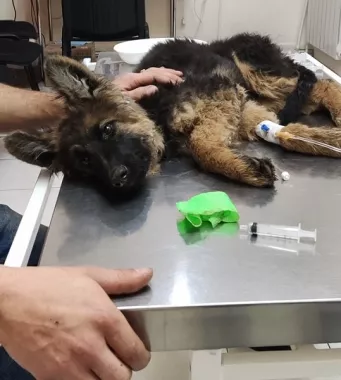 Ветеринарная клиника "VetHome Veterinary Clinic".