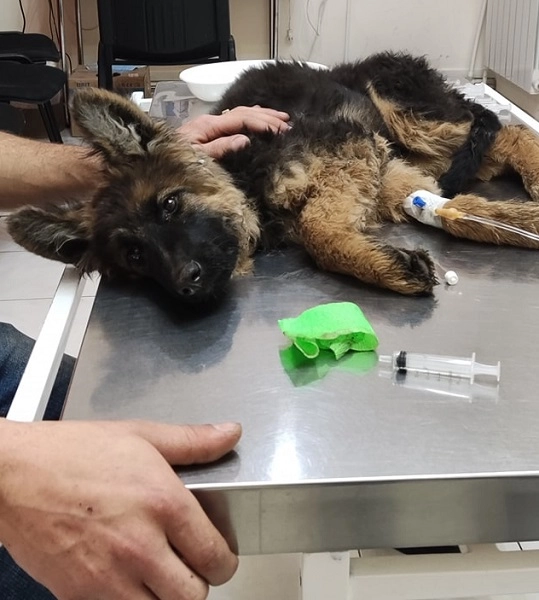 Ветеринарная клиника VetHome Veterinary Clinic в Ереване: ветеринар, помощь, зооклиника, диагностика,