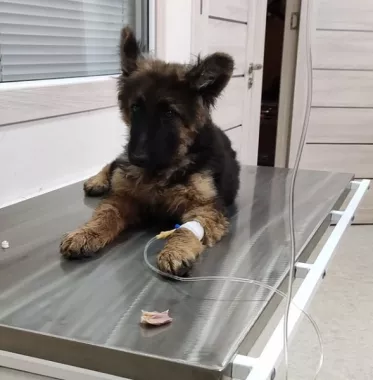 Ветеринарная клиника "VetHome Veterinary Clinic".