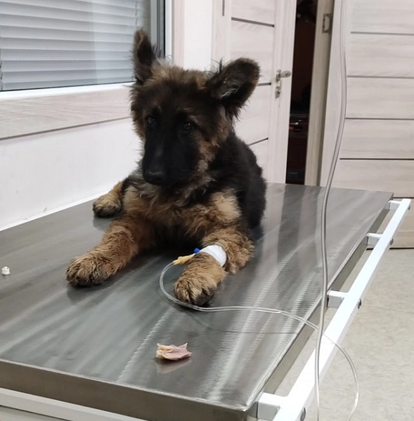 Ветеринарная клиника VetHome Veterinary Clinic в Ереване: ветеринар, помощь, зооклиника, диагностика,