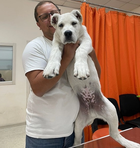 Ветеринарная клиника VetHome Veterinary Clinic в Ереване: ветеринар, помощь, зооклиника, диагностика,