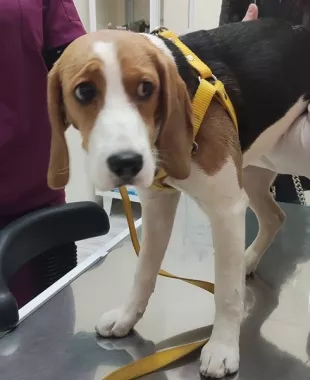 Ветеринарная клиника "VetHome Veterinary Clinic".