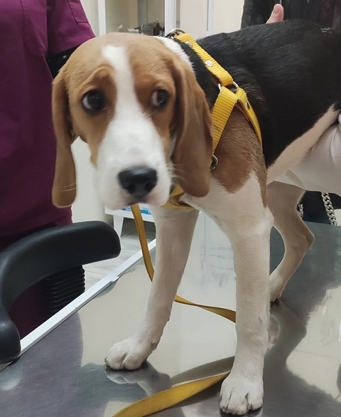 Ветеринарная клиника VetHome Veterinary Clinic в Ереване: ветеринар, помощь, зооклиника, диагностика,