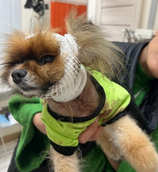 Ветеринарная клиника VetHome Veterinary Clinic в Ереване: ветеринар, помощь, зооклиника, диагностика,