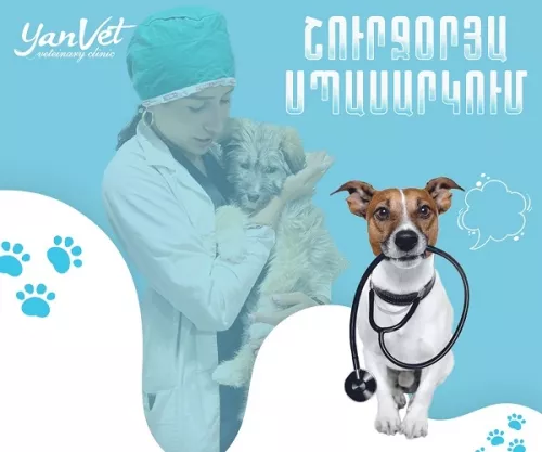 Ветеринарная клиника в Ереване Yanvet  в  Ереване
