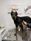 Миниатюра 4