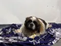 Миниатюра 9