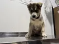 Миниатюра 10