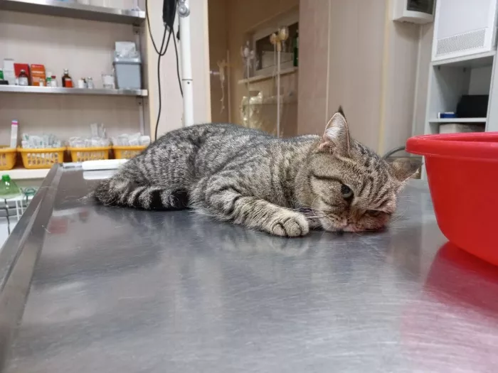 Ветеринарная клиника "Ремонт животных"