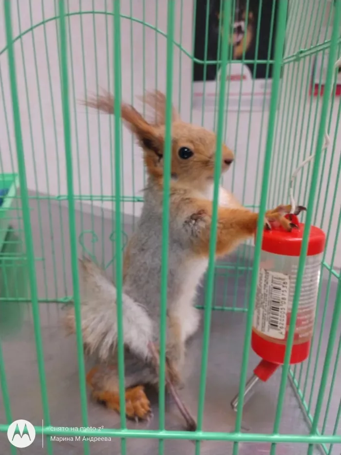 Ветеринарная клиника "Ремонт животных"