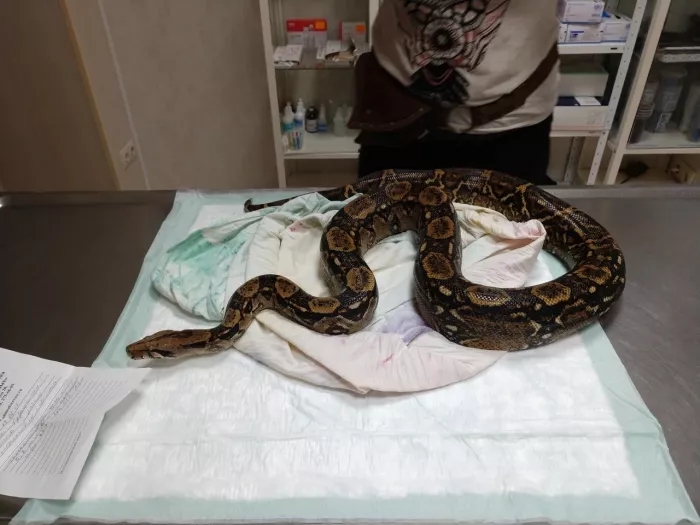 Ветеринарная клиника "Ремонт животных"