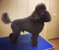 Миниатюра 10
