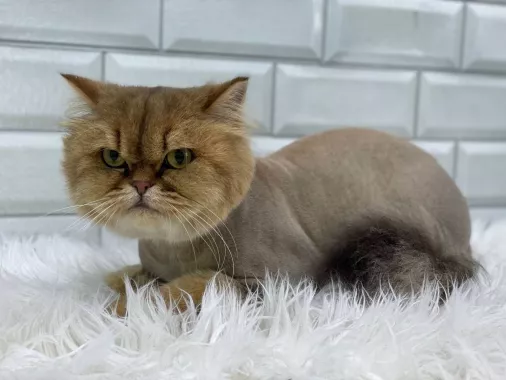 ''Ника'' Зоосалон