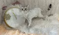 Миниатюра 7
