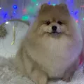 Миниатюра 13