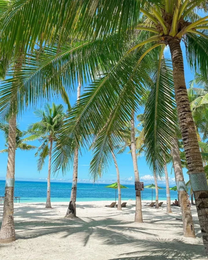 Отель South Palms Resort Panglao в Бохоль: South Palms, Hotel, Отель, Diving, Дайвинг,