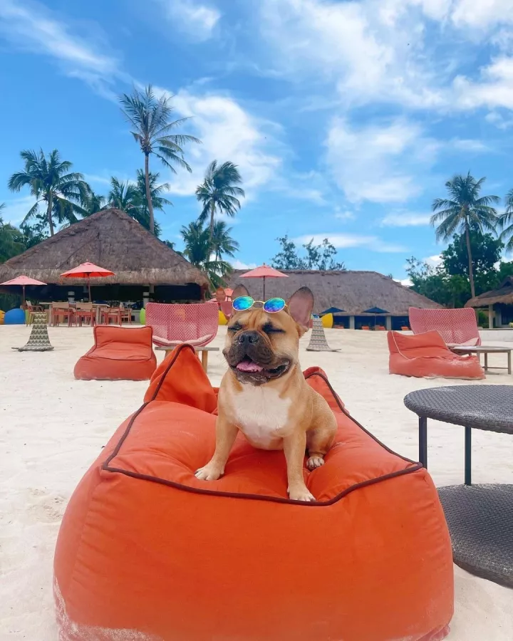 Отель South Palms Resort Panglao в Бохоль: South Palms, Hotel, Отель, Diving, Дайвинг,