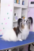 Миниатюра 4