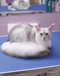 Миниатюра 5