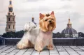 Миниатюра 8