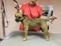 Миниатюра 8