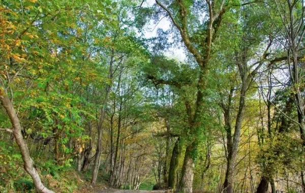 Гора "Овсянникова"