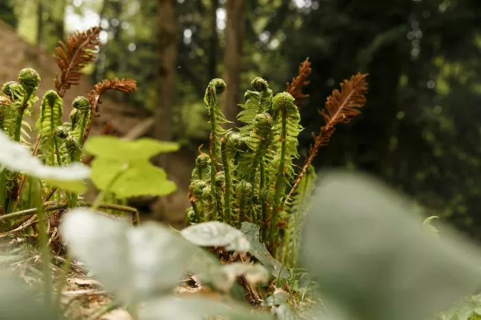 Гора "Красная скала"