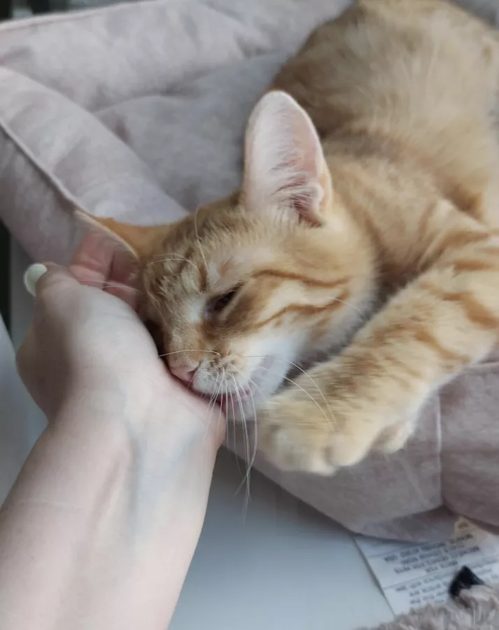 Сеть Котокафе Котики и люди в Москве: Котокафе, Котики, Коты, Котята, Покушать, Милота, Антикафе, Коворкинг,