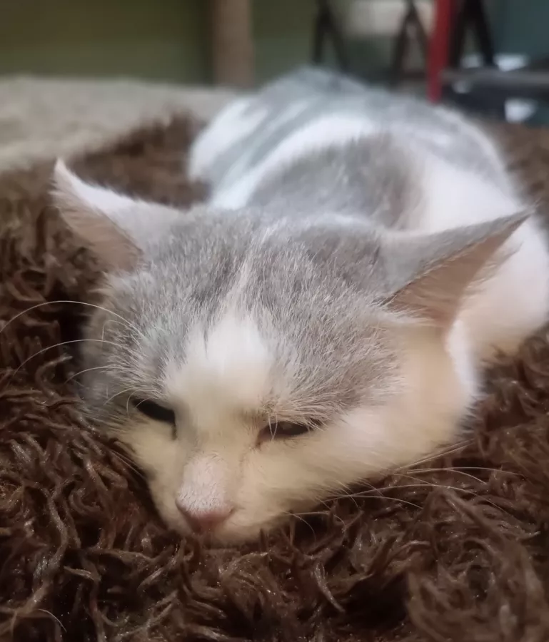 Сеть Котокафе Котики и люди в Москве: Котокафе, Котики, Коты, Котята, Покушать, Милота, Антикафе, Коворкинг,