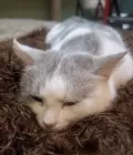 Миниатюра 15