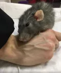 Миниатюра 7