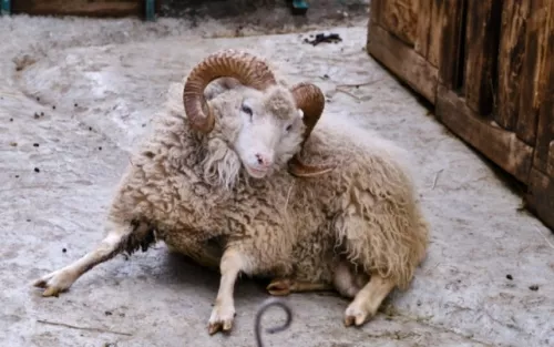 Контактный зоопарк Зов Джунглей  в  Геленджике