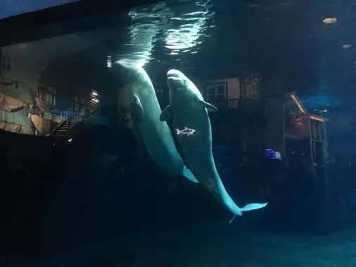 Океанариум «Beijing Aquarium»