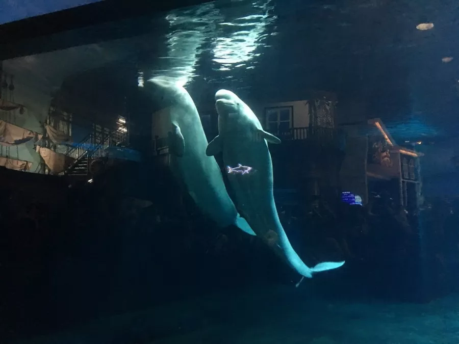 Океанариум Beijing Aquarium в Пекине: Развлечения, Чилим, Экскурсии, Зоопарк,