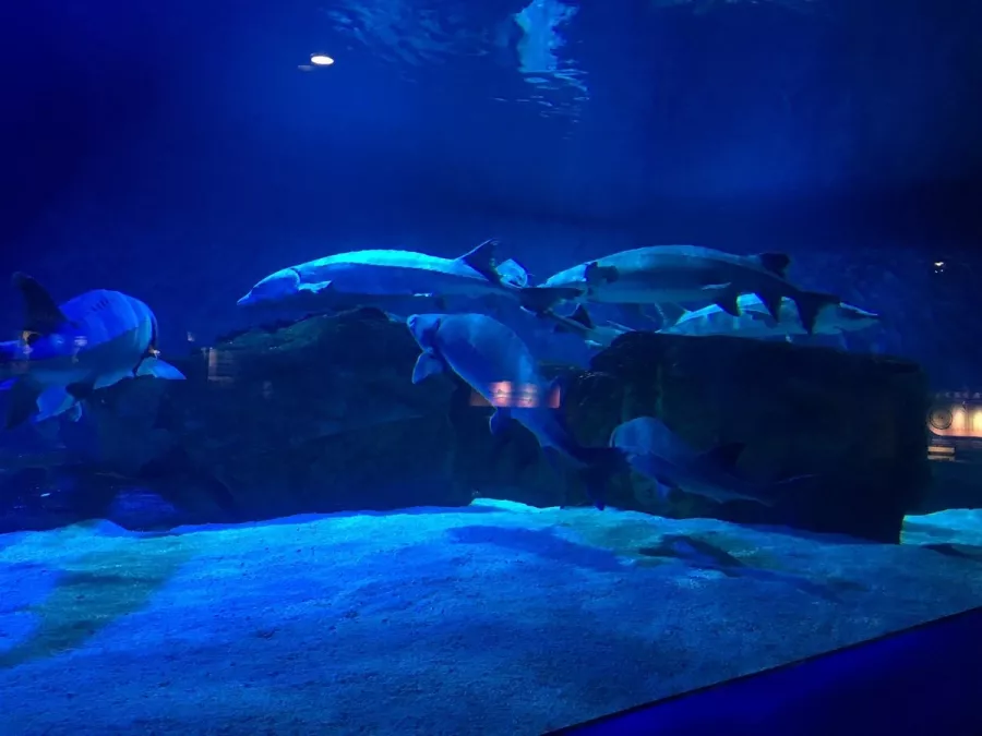 Океанариум Beijing Aquarium в Пекине: Развлечения, Чилим, Экскурсии, Зоопарк,