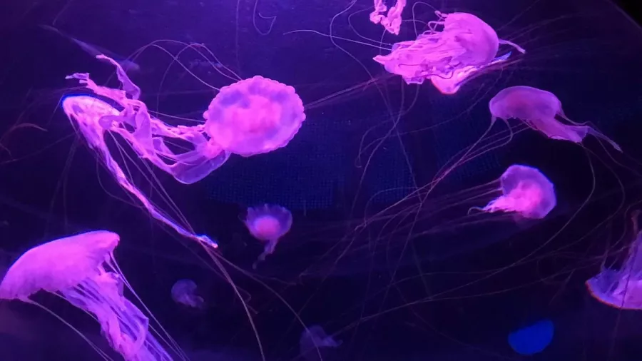 Океанариум Beijing Aquarium в Пекине: Развлечения, Чилим, Экскурсии, Зоопарк,