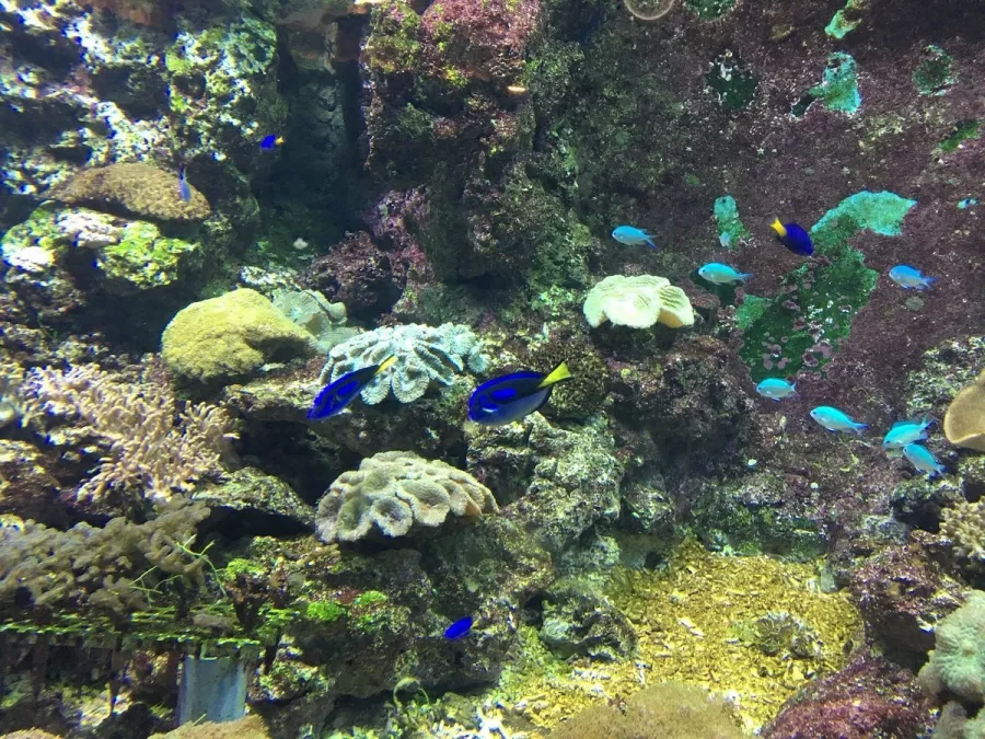 Океанариум Beijing Aquarium в Пекине: Развлечения, Чилим, Экскурсии, Зоопарк,