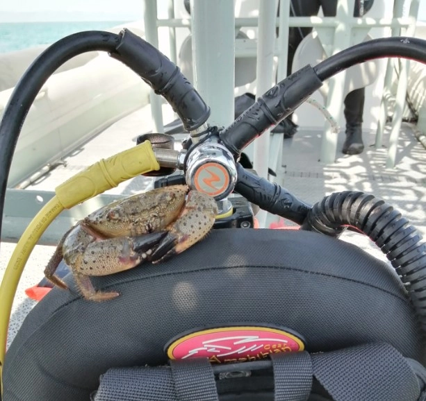 Дайвинг-центр Enjoy-dive в Сочи: Дайвинг, Погружение, Чилим, Море,