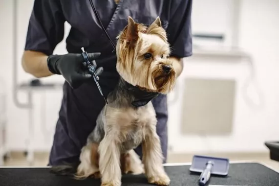Груминг-салон в Ереване "GROOMING ROOM".