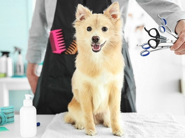 Груминг-салон в Ереване GROOMING ROOM в Ереване: стрижка животных, салон, Эстетика, Любимцы,