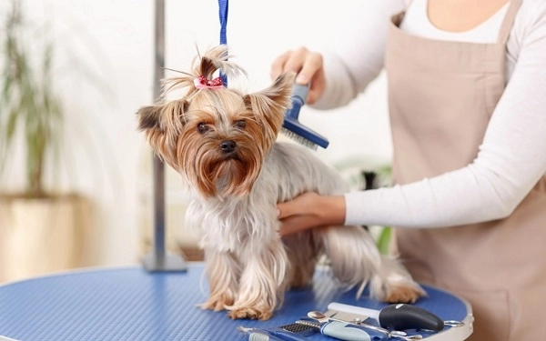 Груминг-салон в Ереване GROOMING ROOM в Ереване: стрижка животных, салон, Эстетика, Любимцы,