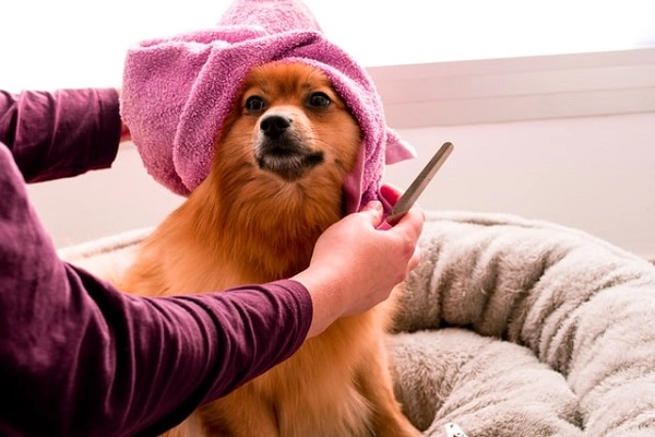 Груминг-салон в Ереване GROOMING ROOM в Ереване: стрижка животных, салон, Эстетика, Любимцы,