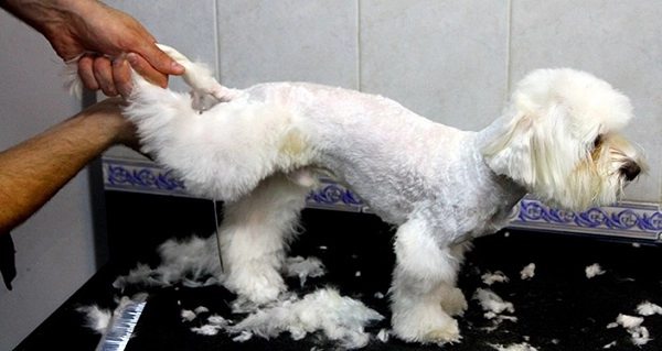 Груминг-салон в Ереване GROOMING ROOM в Ереване: стрижка животных, салон, Эстетика, Любимцы,