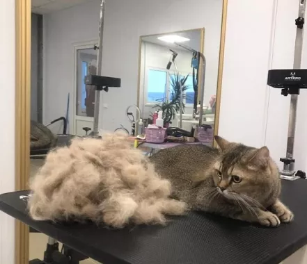 Груминг-салон в Ереване "GROOMING ROOM".
