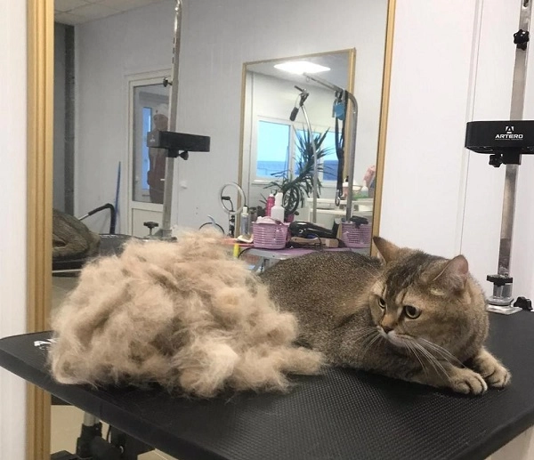 Груминг-салон в Ереване GROOMING ROOM в Ереване: стрижка животных, салон, Эстетика, Любимцы,