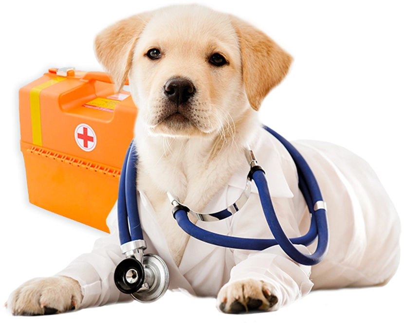 Ветеринарная клиника Vet Fayz в Владивостоке: Животные,