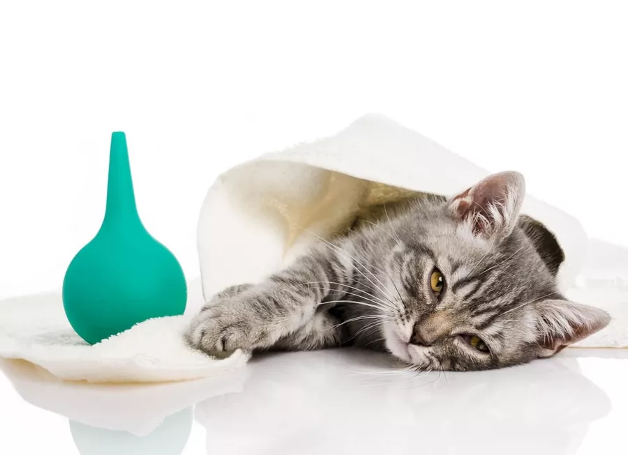 Ветеринарная клиника Vet Fayz в Владивостоке: Животные,