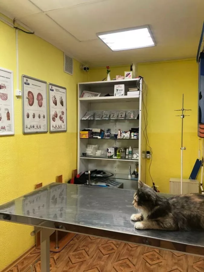 Ветеринарная клиника Vet Fayz в Владивостоке: Животные,