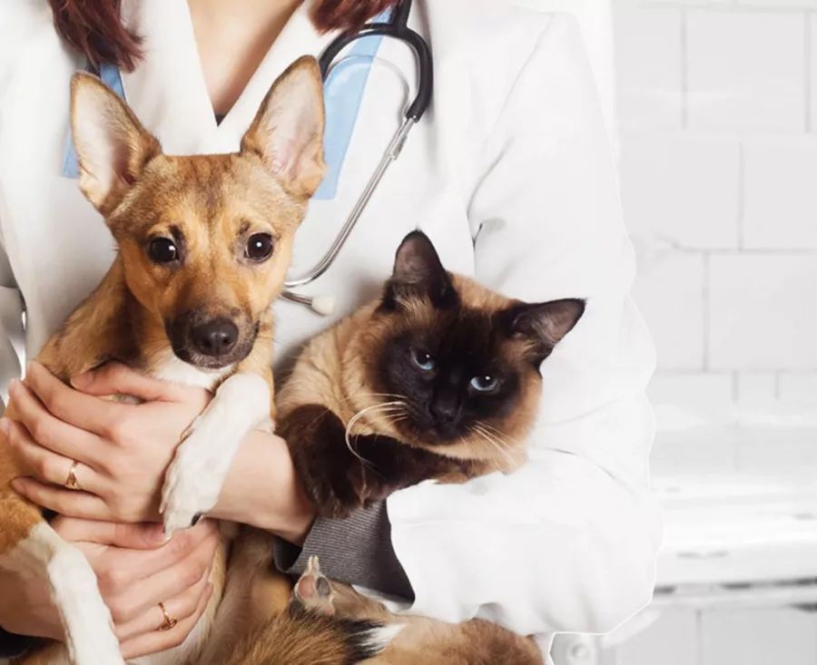 Ветеринарная клиника VetStore в Владивостоке: Ветеринарная клиника, Ветеринарная аптека, Ветклиника, Питомцы,